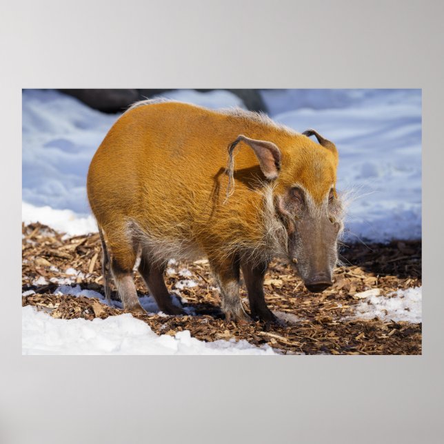 Red River Hog In The Snow Poster (Front)