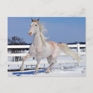 Red Roan in Snow Postcard