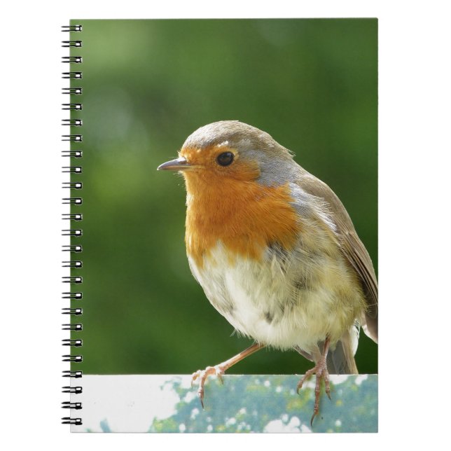 Red Robin Spiral Notebook (Front)
