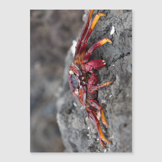 Red rock crab (Front)