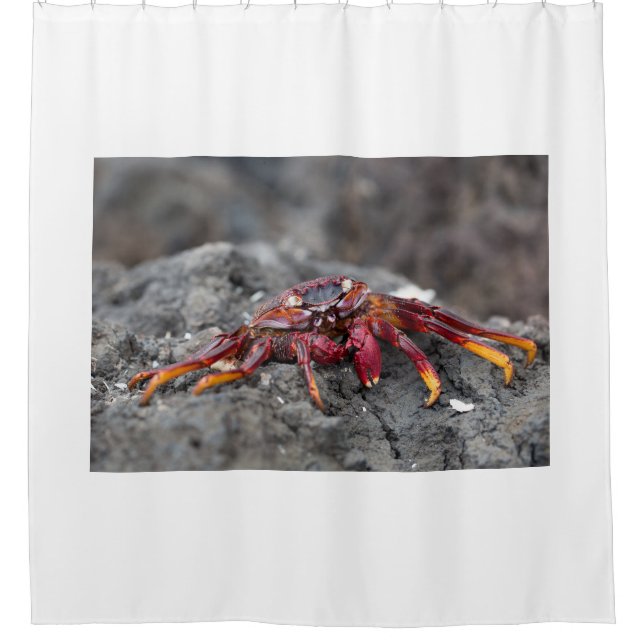 Red rock crab shower curtain (Front)