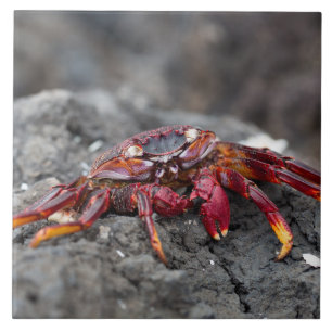 Red rock crab tile
