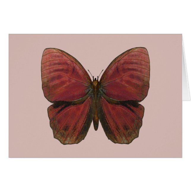 Red Rooster Butterfly (Front Horizontal)