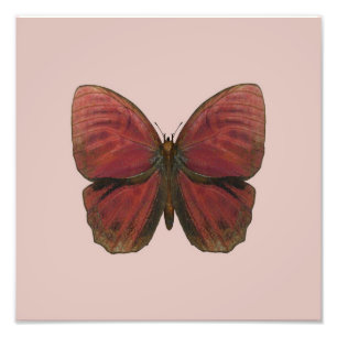Red Rooster Butterfly Photo Print
