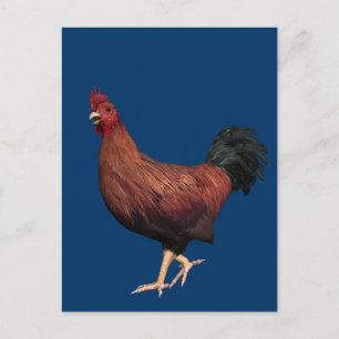 Red Rooster Postcard