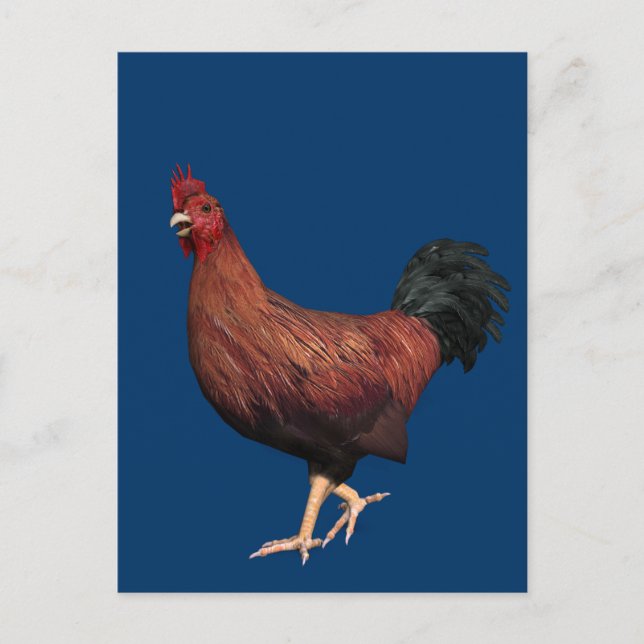 Red Rooster Postcard (Front)
