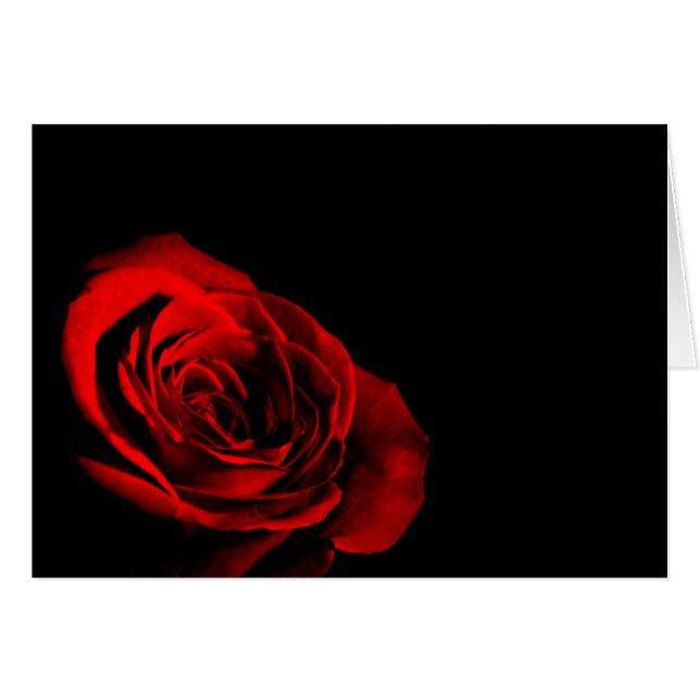 Red Rose (Front Horizontal)