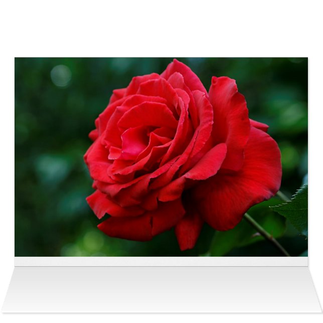 Red Rose (Inside Horizontal (Top))