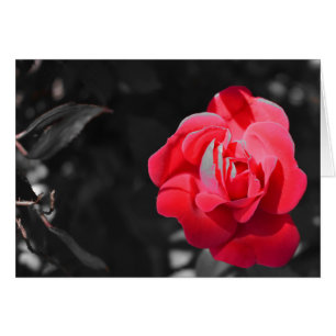 Red Rose