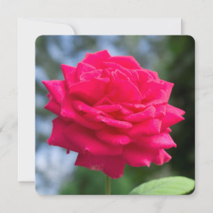 Red rose