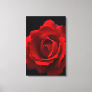 Red Rose 16x24 (40x60cm) waccn Canvas Print