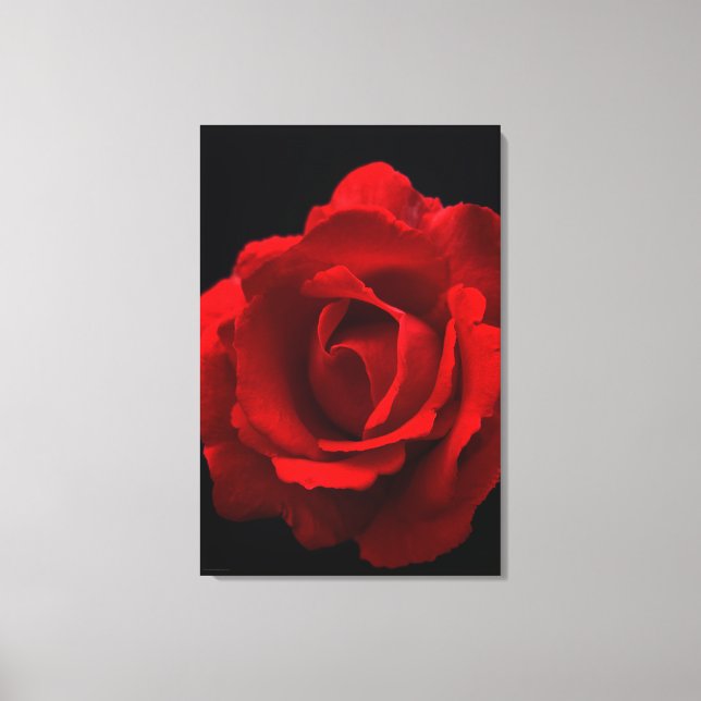 Red Rose 24x36 (60x90cm) waccnm Canvas Print (Front)