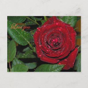 Red Rose #2 Postcard