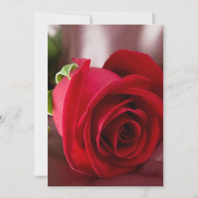 red rose  5" x 7" Basic card (Front)