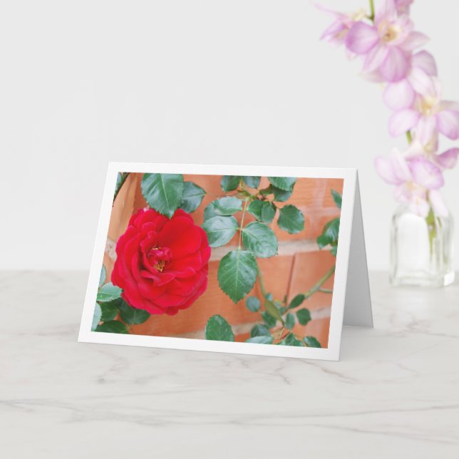 Red Rose against Brick Wall Card (Orchid)