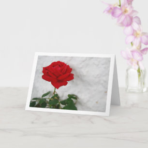 Red Rose against White Wall Card