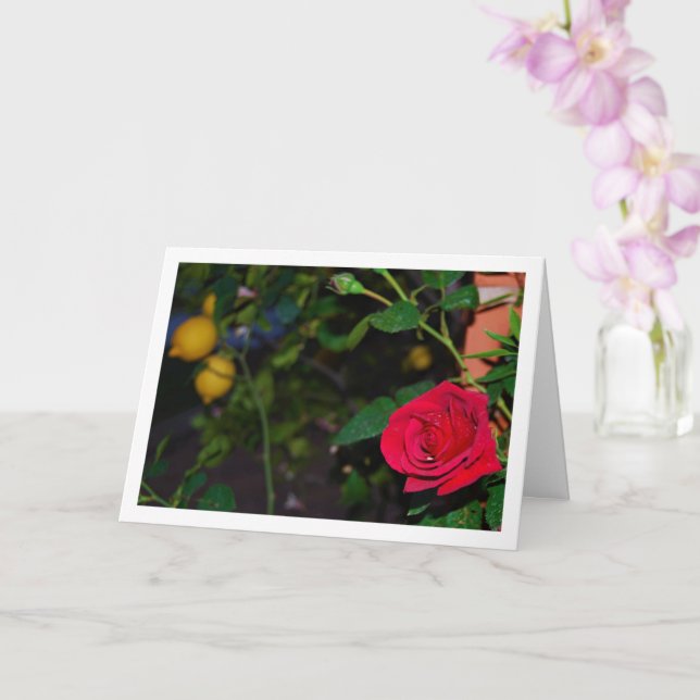 Red Rose and Lemons Card (Orchid)