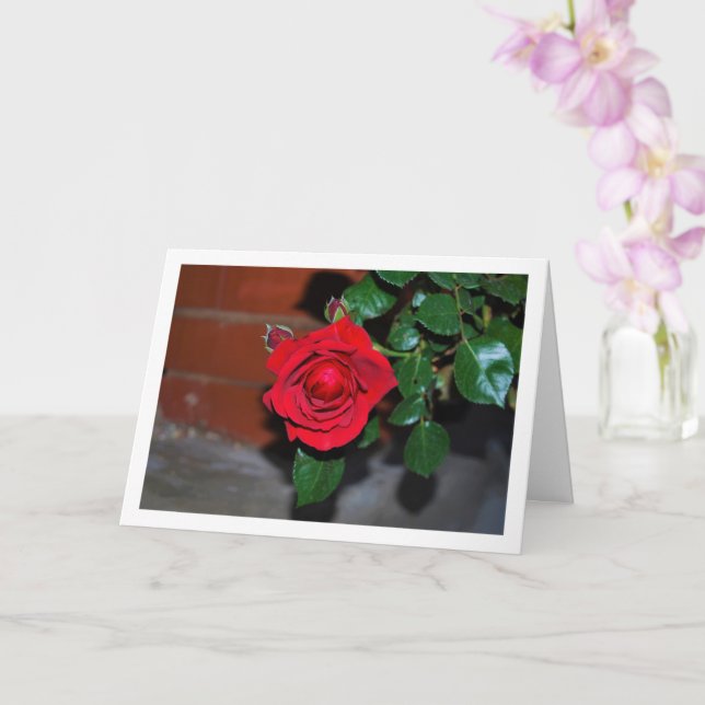 Red Rose at Night Portrait Card (Orchid)