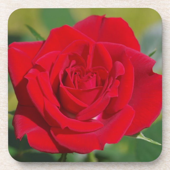Red Rose Beauty Coaster (Front)