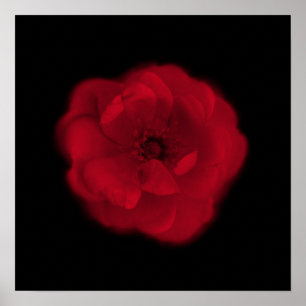 Red Rose. Black Background. Poster
