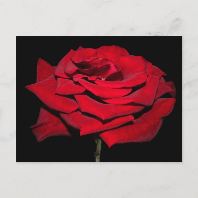 Red Rose - Black Postcard (Front)
