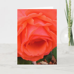 Red Rose - Blank Inside Greeting Card