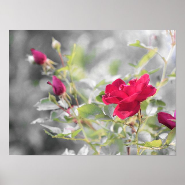 Red Rose Blooms of Summer Poster (Front)