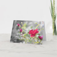 Red Rose Blooms of Summer