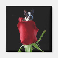 Red rose Boston Terrier magnet