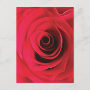 Red rose bud abstract floral swirl postcard