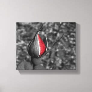 Red Rose Bud Canvas Print