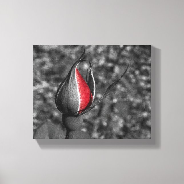 Red Rose Bud Canvas Print (Front)