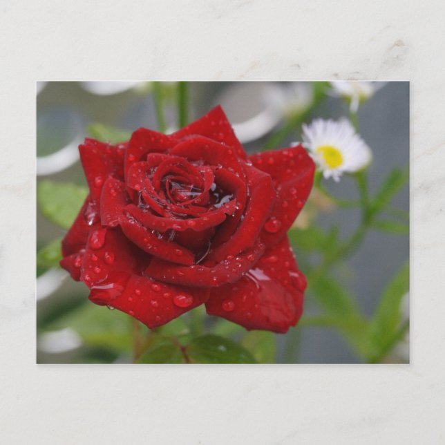 Red Rose Bud Postcard (Front)