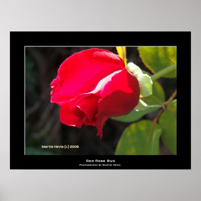 "Red Rose Bud" Poster (Front)