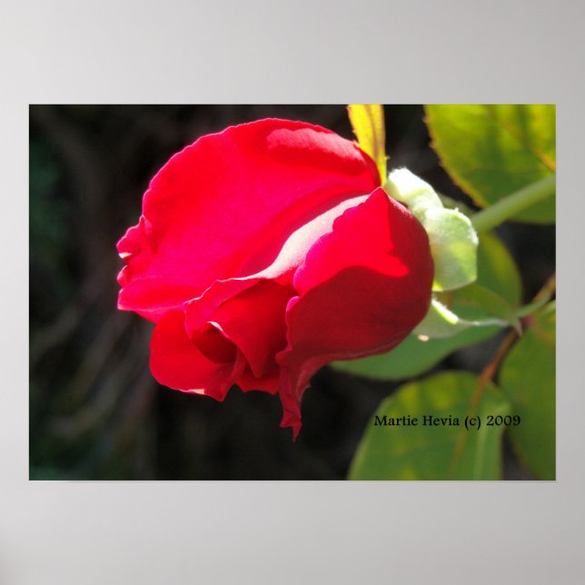 Red Rose Bud Print - Select Your Frame (Front)