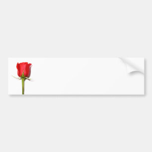 Red Rose Bumper Sticker