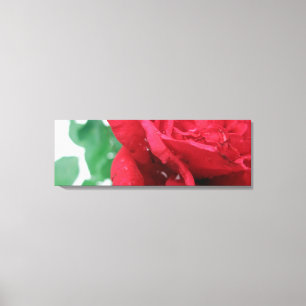 Red Rose Canvas Print