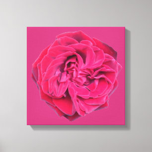 Red Rose Canvas Print