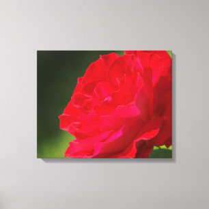 Red Rose - Canvas Print