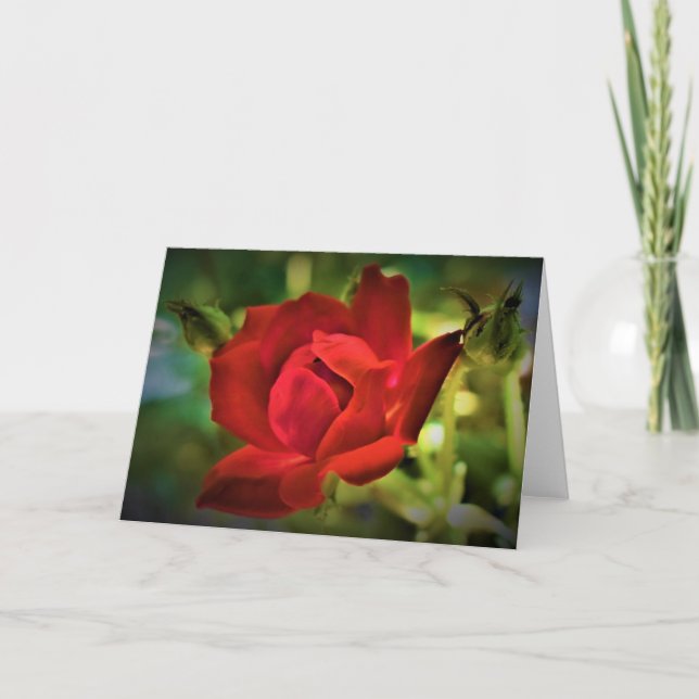 Red Rose, card (Front)