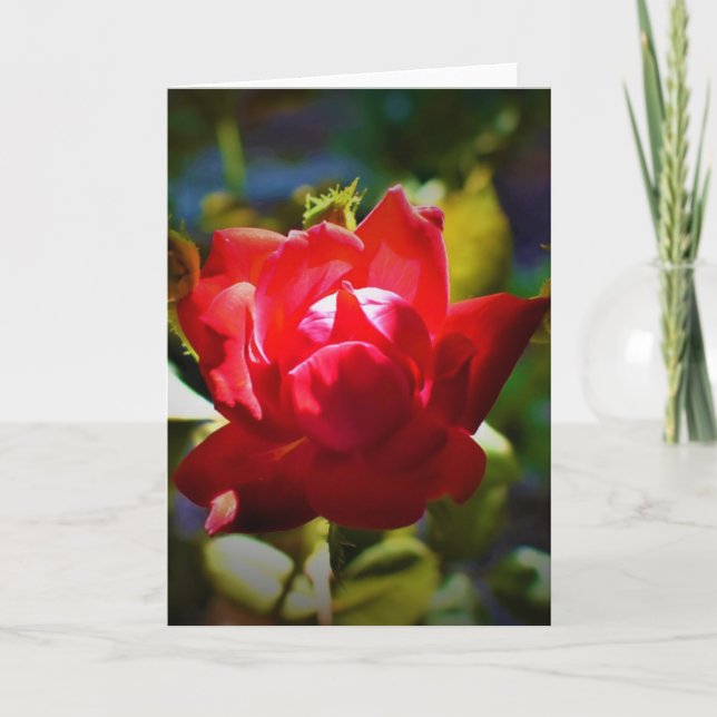Red Rose, card (Front)