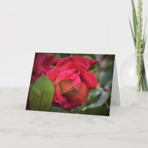 Red Rose, card