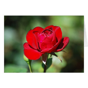 Red Rose Card