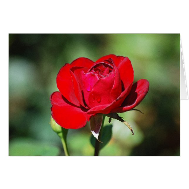 Red Rose Card (Front Horizontal)