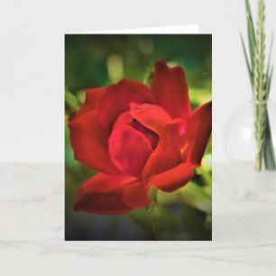 Red Rose, card