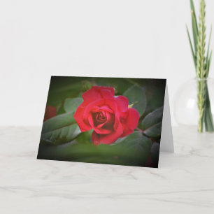 Red Rose, card