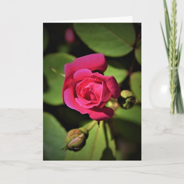 Red Rose, card (Front)