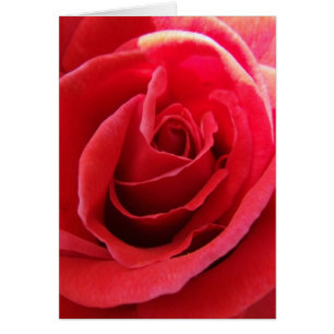 Red Rose Card