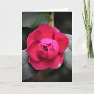Red Rose, card