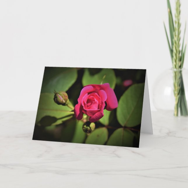 Red Rose, card (Front)